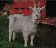 <p>originated in west africa and is small. not balanced proportion unlike nigerian dwarf. mostly for exhibition purposes and as companion animals. they can be used for milk. other countries use them for meat.</p>