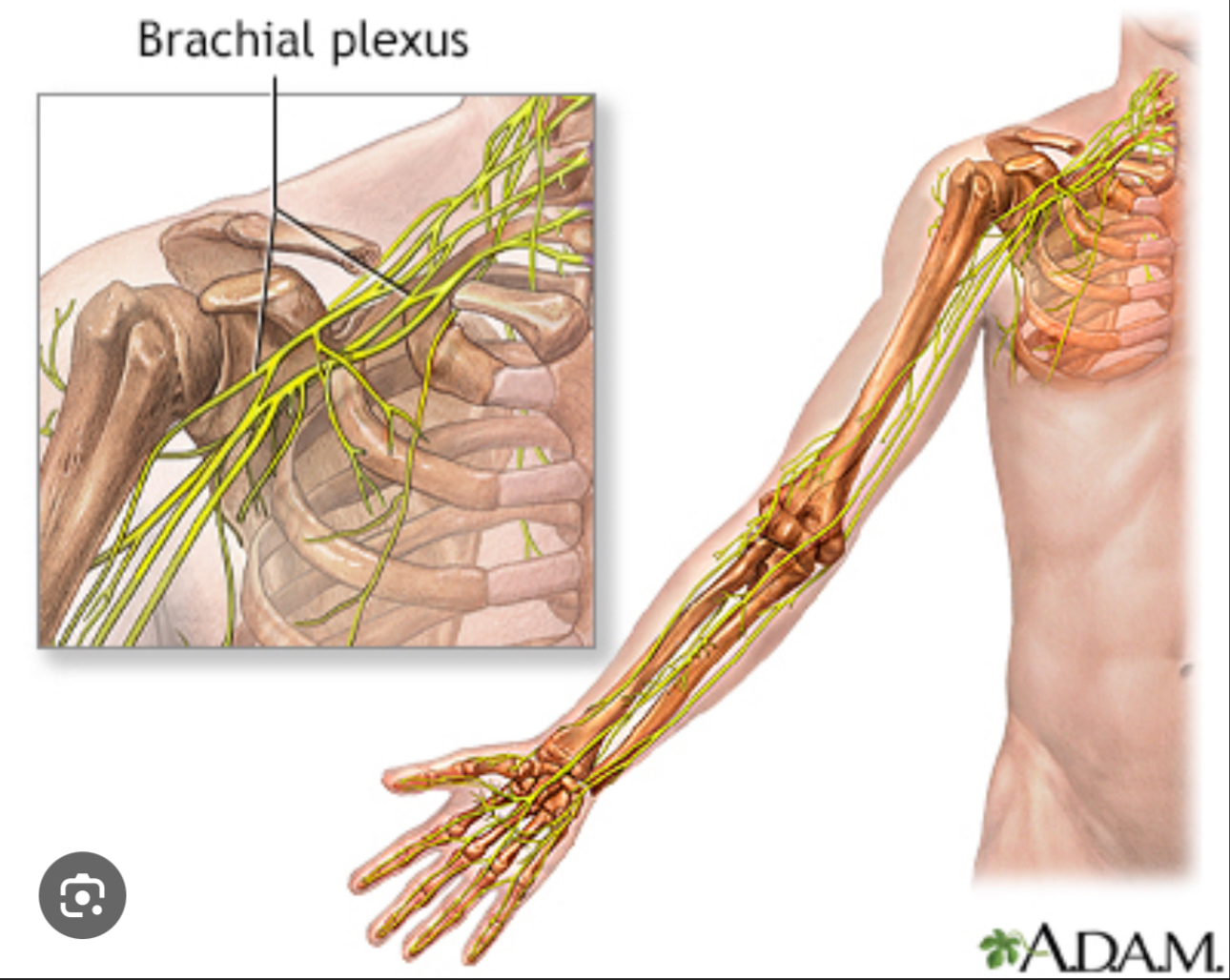 <p>Functions related to the whole  arm</p>