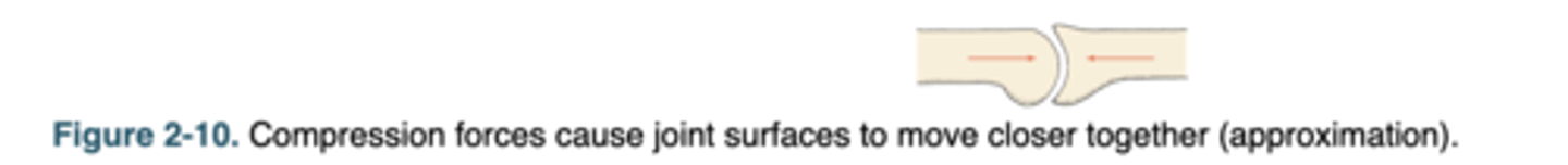 <p>cause joint approximation, pushing joint surfaces closer together.</p>