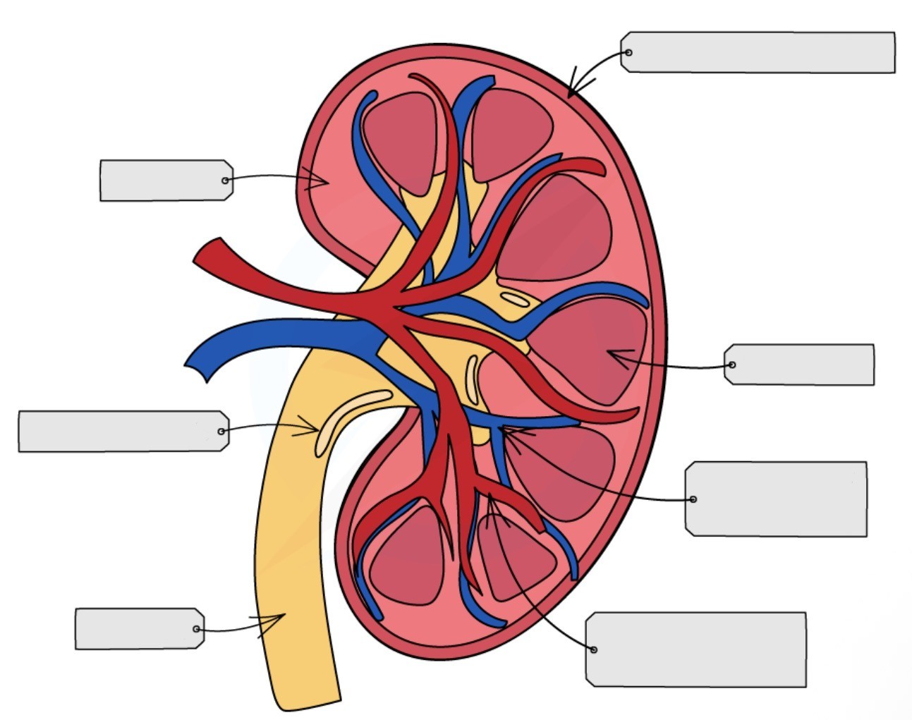 <p>Label this diagram of a cross-section of a kidney </p>