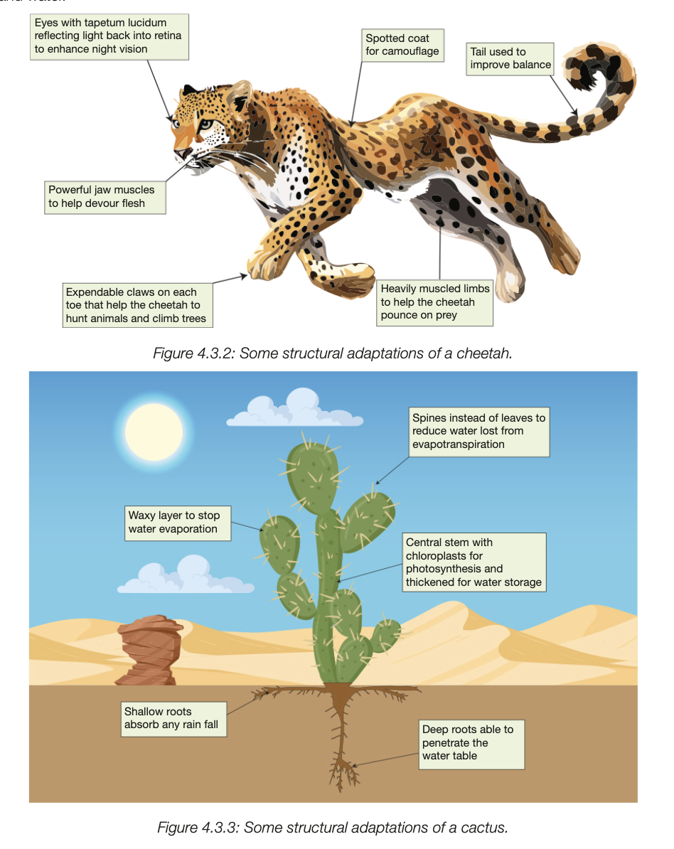 <ul><li><p>physical body feature sof organism helping them survive</p></li><li><p>genetically inherited, shaped by natural selection which acts on traits passed onto offspring</p></li><li><p>do not develop during one organisms life but over many generations, increase biological fitness of organisms&nbsp;</p></li></ul><p></p><p>E.G. </p><ul><li><p>large earts of bilby/desert animals increases surface area to emit more heat and cool animal </p></li><li><p>artic fox has small ears to reduce heat loss and stay warm</p></li><li><p>streamline shape of dolphins help move in water</p></li><li><p>long giraffe neck lets it reach leaves high in treetops</p></li></ul><p></p>