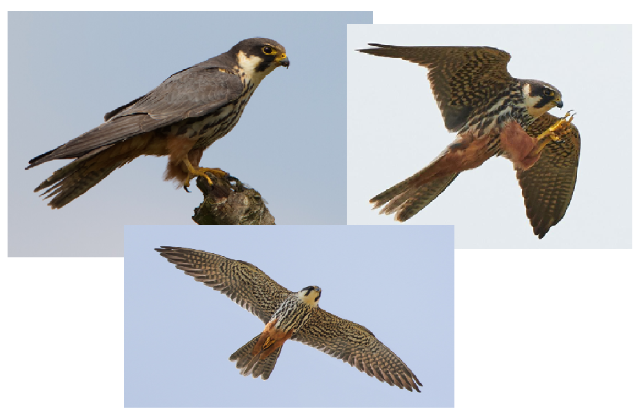knowt flashcard image