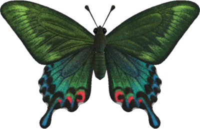 <p>Peacock butterfly</p>