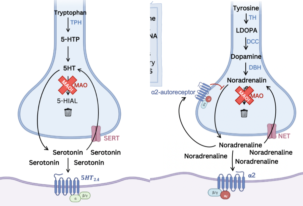 <p>Inhibit <strong>monoamine oxidase A</strong>, preventing breakdown of <strong>5HT</strong> and <strong>NA</strong></p><p>A <strong>selective</strong> (reversible) <strong>monoamine oxidase inhibitor</strong> which can p<strong>revent MAO-mediated clearance of serotonin, noradrenaline and dopamine</strong> from synaptic clefts</p>