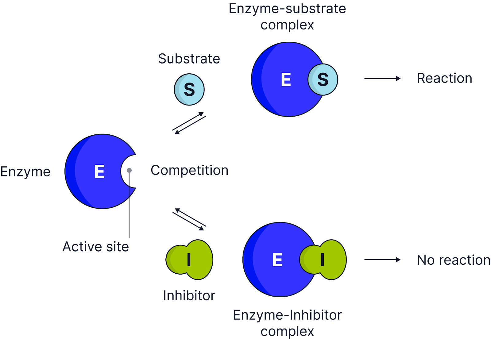 <p><strong>How they work:</strong></p><ul><li><p>Have a <strong>similar shape to the substrate</strong> and compete for the active site.</p></li><li><p class="helperbird-reading-line-height-22">They bind <strong>temporarily</strong> to the active site, preventing the substrate from binding,&nbsp;<strong>reducing the number of enzyme-substrate complexes</strong> formed.</p></li></ul><ul><li><p><strong>Effect on reaction rate:</strong></p></li></ul><p></p><ul><li><p class="helperbird-reading-line-height-22"><strong>Increasing substrate concentration</strong> reduces the effect of a competitive inhibitor.</p></li><li><p class="helperbird-reading-line-height-22">At <strong>high substrate concentrations</strong>, the reaction reaches <strong>Vmax </strong>as more substrate molecules outcompete the inhibitor since enzyme substrate complexes form and fewer enzyme inhibitor complexes will form.</p></li></ul><p><strong>Malonate </strong><span><span>inhibits </span></span><strong>succinate dehydrogenase</strong><span><span>, an enzyme used during the Krebs cycle in aerobic respiration.</span></span></p>
