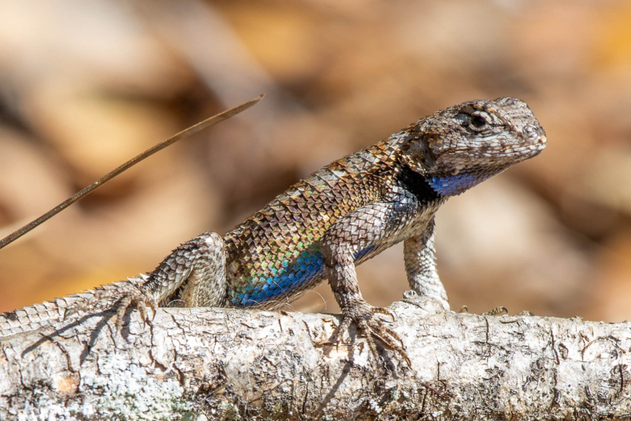 <p>Eastern Fence Lizard</p>