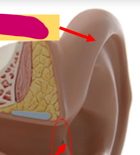 <p>What is this top part of the ear?</p>