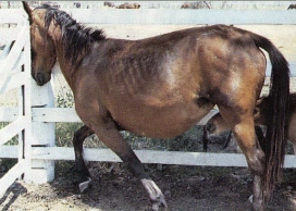 <p>depression, head pressing, walking, circling, ataxia, yawning</p>