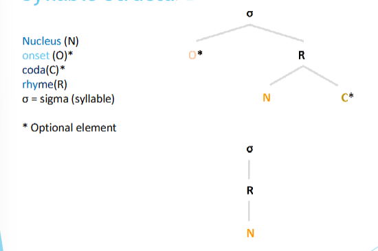 <p>onset</p><p>nucleus</p><p>coda.( no coda→ opensyllsble; coda→ closed syllable)</p><p>rhyme(R)= nucleus+ coda</p><p>σ = sigma (syllable)</p>