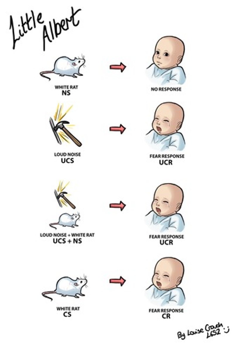 <p>conditioned the baby to fear white rat when loud noise is played</p>