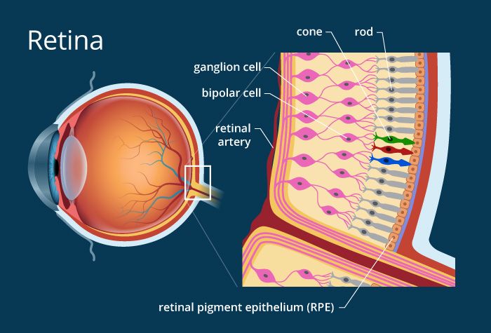 <p>sensory cells in the retina that are sensitive to bright light and provide color vision.</p>