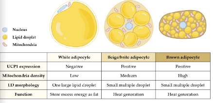 <p><span><strong>WAT is divided in subcutaneous adipose tissue (sWAT) and visceral adipose tissue (sWAT)</strong></span><strong><br></strong><span>Beige adipocytes reside within WAT (mostly inguinal) and can express UCP-1 (following e.g cold exposure)</span><br><span>→ Flexible! Can acquire a thermogenic or storage phenotype, depending on environmental cues(Once an adipocyte is locked into a phenotype, can’t change back)</span><br><span>BAT is transcriptionally similar to muscle tissue and expresses high levels of UCP-1 → heat!</span></p><p><span><strong>Increase in fat mass:</strong></span><br><span>1) In the early stages of fat accumulation →<strong>Hypertrophy (increase in adipocyte size)</strong></span><br><span>2) When max capacity is reached → <strong>Hyperplasia (increase in adipocyte number) via differentiation of pre-adipocytes*stem cell-like precursors) into mature adipocytes.</strong></span><br><span>WAT is not that metabolically active (5-10% of resting EE, same as the kidneys, which weigh ~80-220g each)</span></p><p></p>