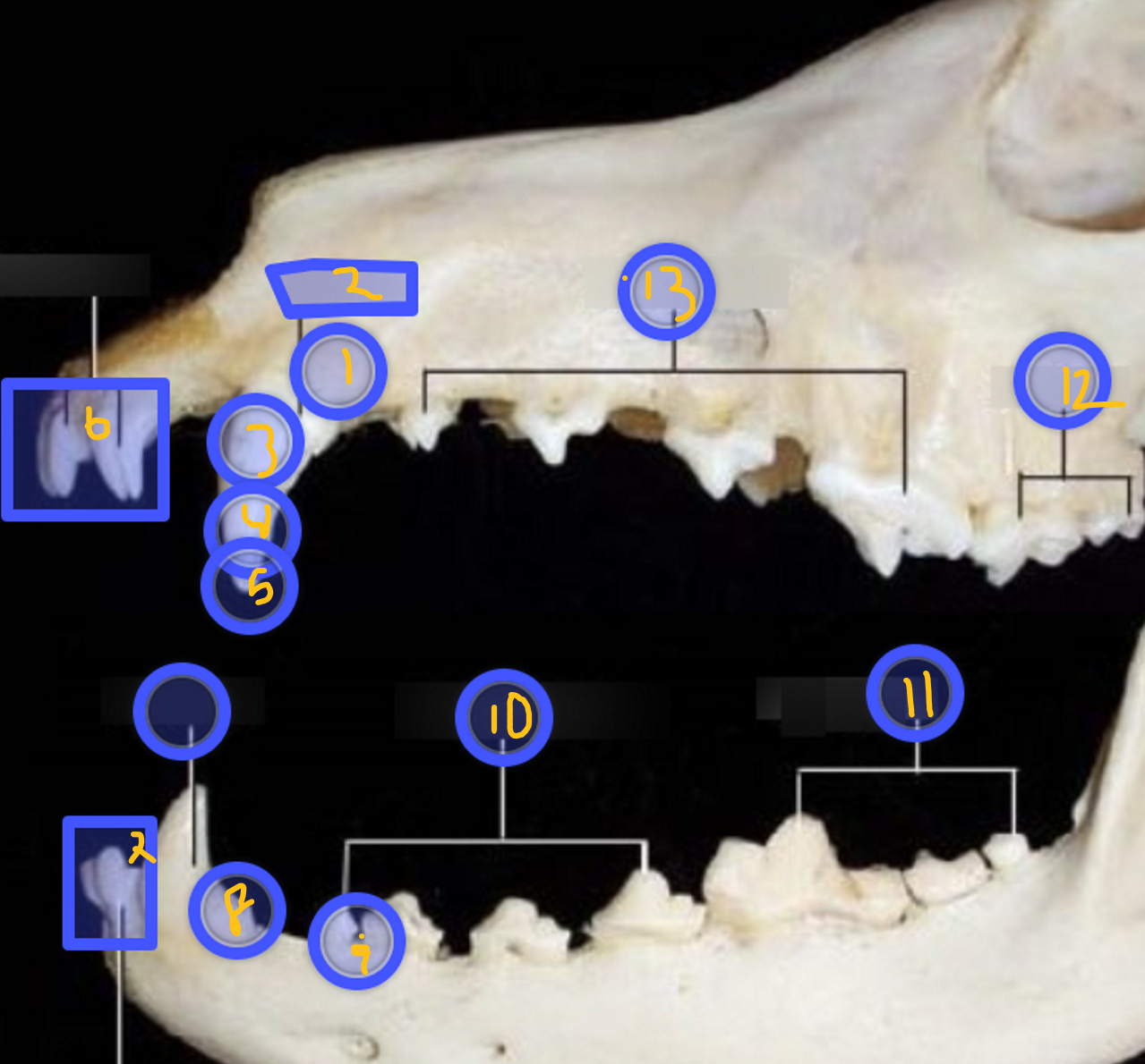 <p>Identify these structures of teeth, how is the teeth arranged?</p>