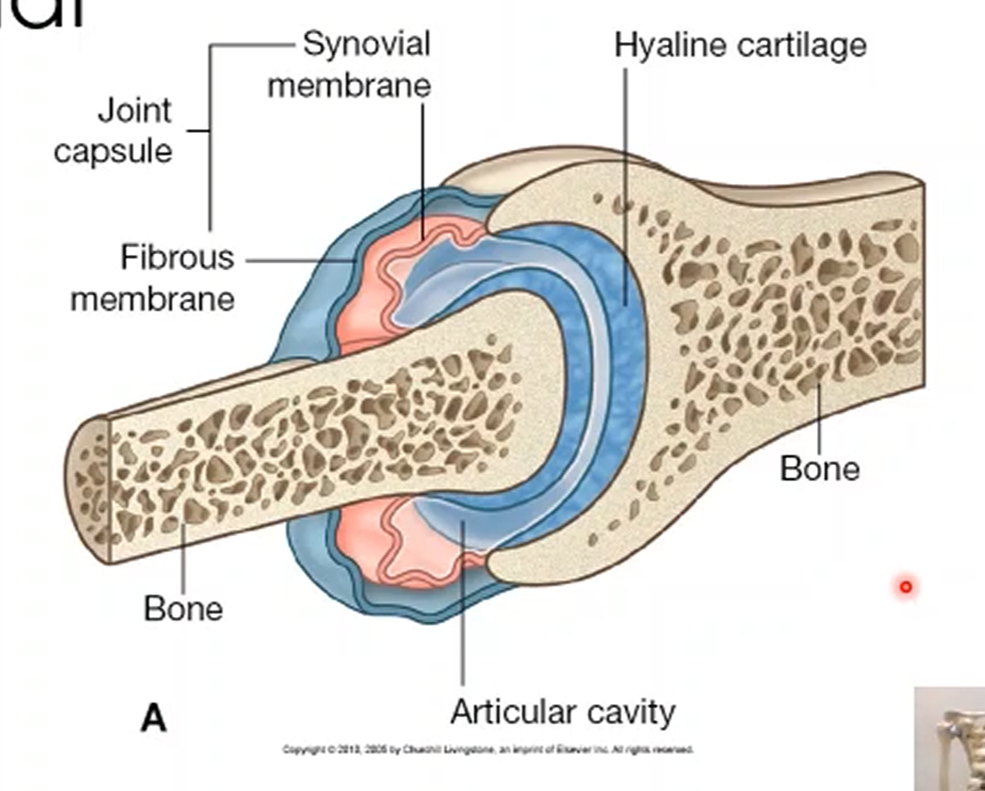 <p>A type of joint that are freely movable, allowing for movement.</p>