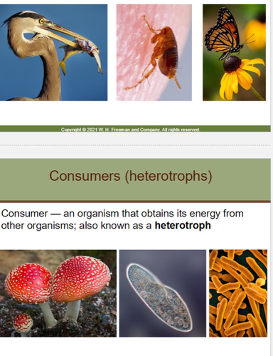 <p>an organism that obtains its energy from other organisms; also known as a heterotroph</p>