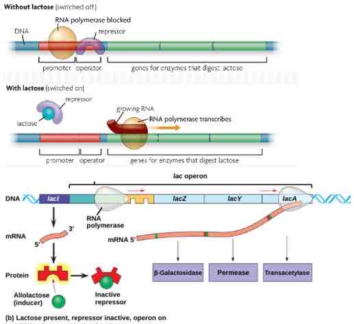 <p>usually off; an inducer inactivates the repressor and turns ON transcription (<em>lac</em> operon)</p>