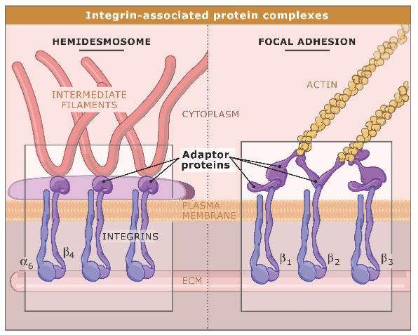 <ul><li><p>most integrins associate with actin</p></li><li><p>in hemidesmosomes, link to intermediate filaments made of keratin</p></li><li><p>keratin is imporant for epidermolysis bullosa</p></li><li><p>connect ECM with cytoskeleton </p></li><li><p>integrin binds to actin </p></li><li><p>keratin fibres used to resist mechanical force </p></li></ul><p></p>