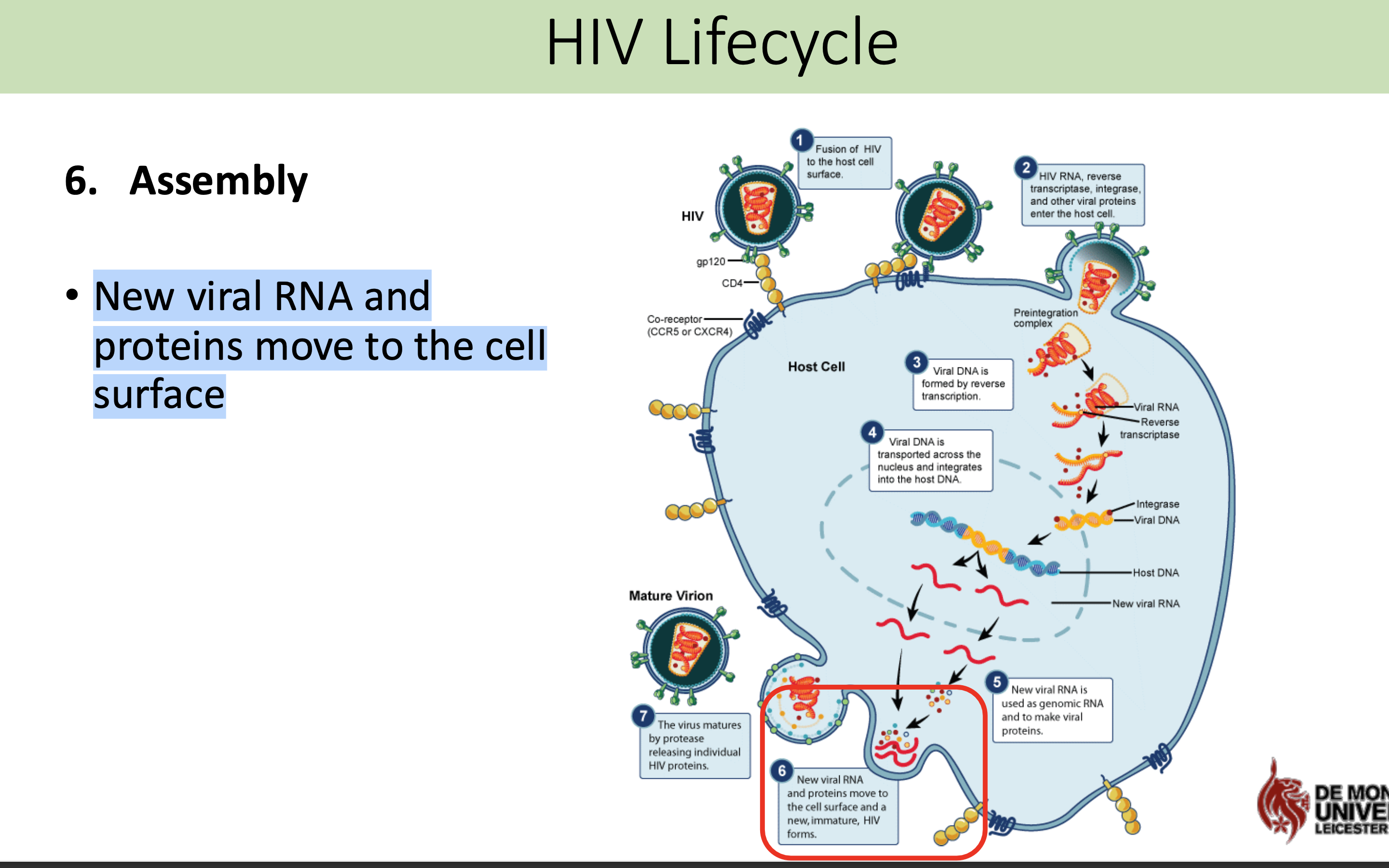 <p>New viral RNA and proteins move to the cell <span>surface</span></p>