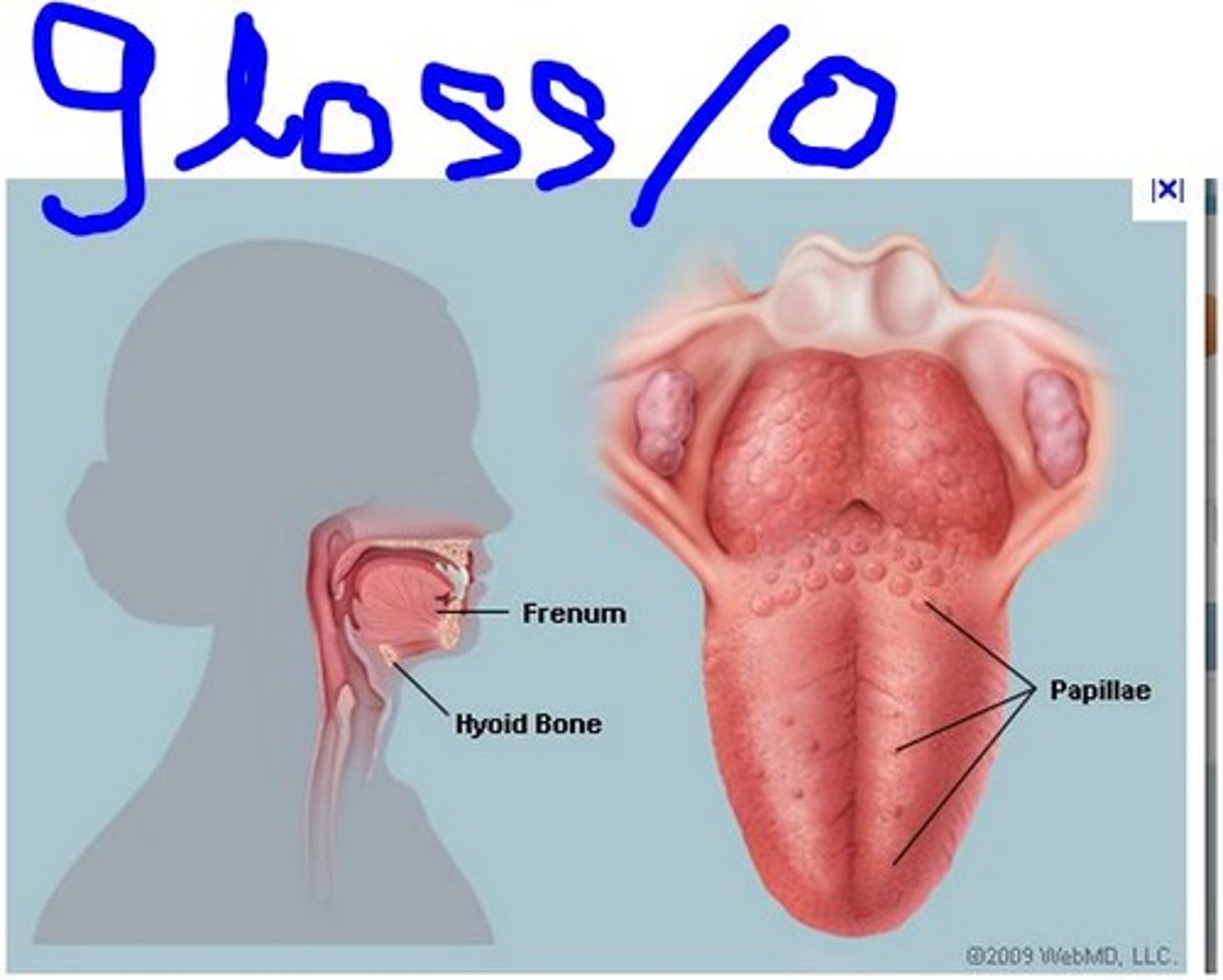 <p>tongue</p>
