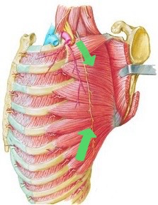 <p>Serratus Anterior </p><p></p>