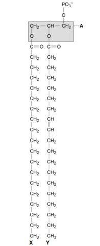 <p>Name the type of bond between A and fatty acid X.</p>