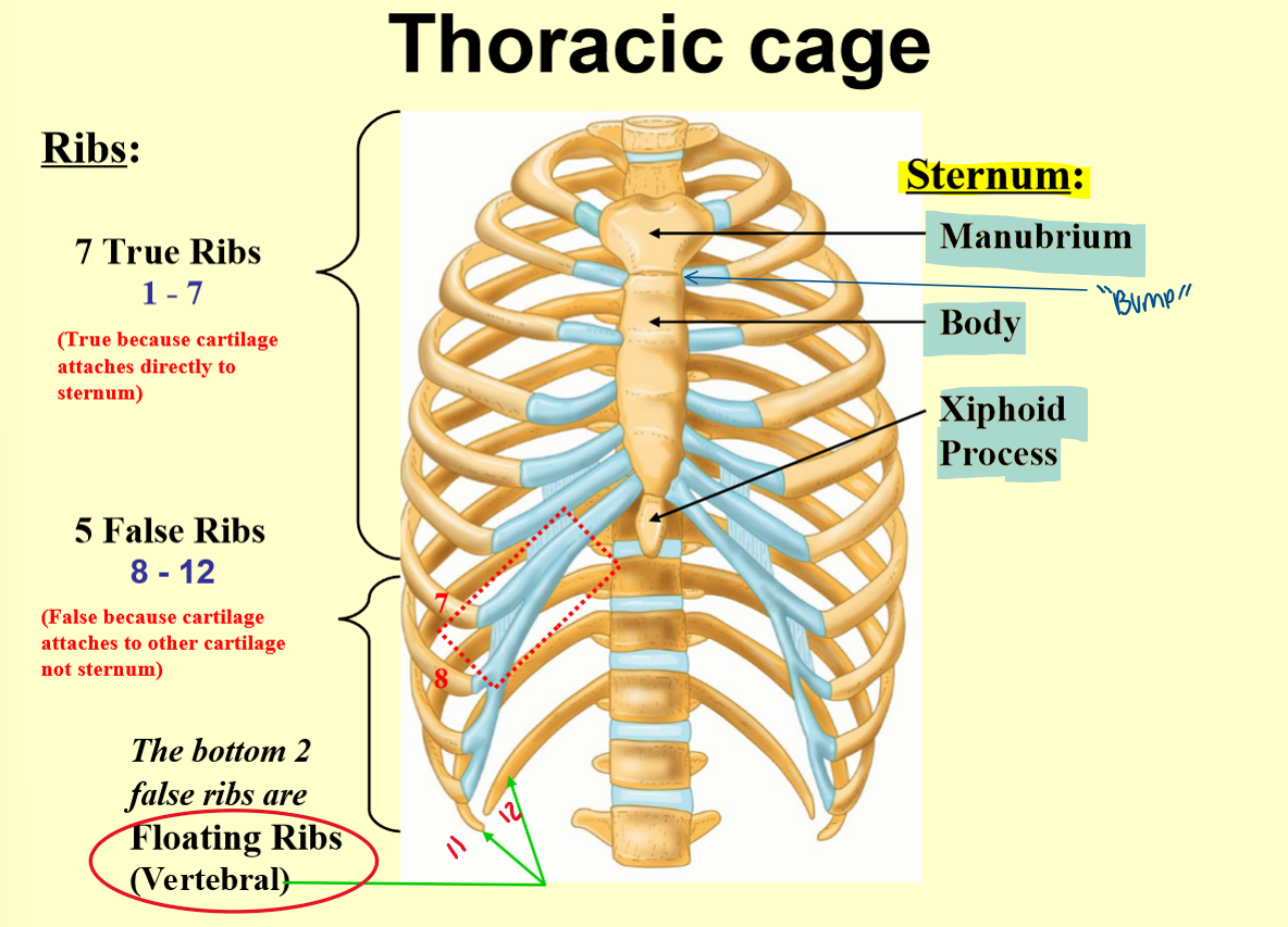 <p>Thoracic/Rib Cage </p>