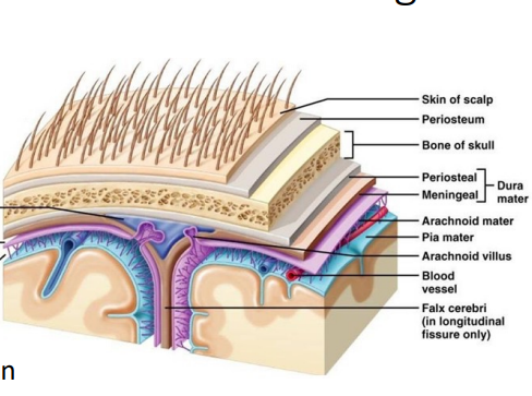<p>Dura mater , pia meter</p>