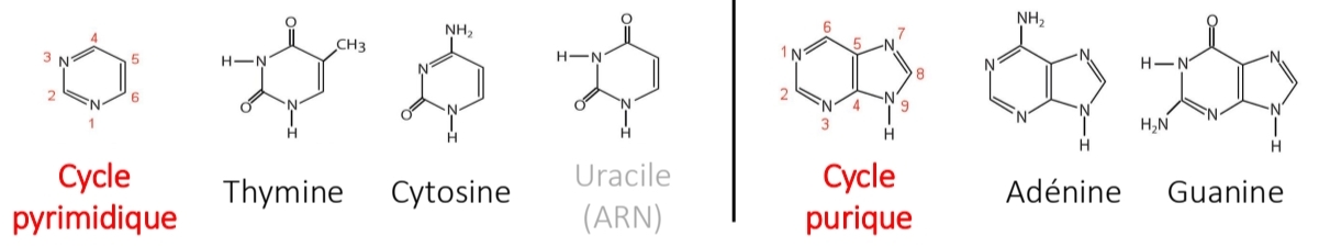 <p>Puriques → A, G<br />
Pyrimidiques → C, T (U ARN)</p>