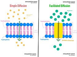 <ul><li><p>spontaneous movement of a substance from an area with high concentration to one with low concentration (can occur w/out a membrane)</p></li><li><p>does not require energy</p></li><li><p>down the concentration gradient: [high] to [low]</p></li><li><p><strong>simple diffusion </strong>→ small, nonpolar molecules, channel proteins not used</p></li><li><p><strong>facilitated diffusion → </strong>use channel proteins; for polar, small substances ex. channel proteins (specific molecules) and aquaporin</p></li></ul><p></p>
