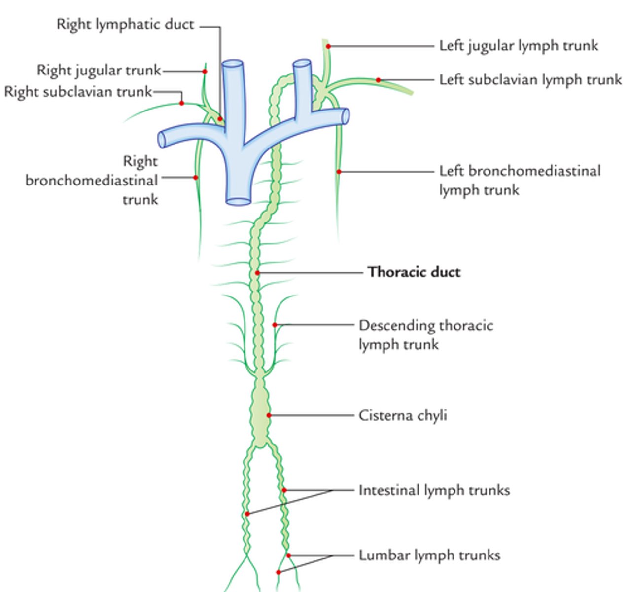 <p>The thoracic duct returns lymph to the blood vascular system at the junction of the left subclavian and left internal jugular veins.</p>