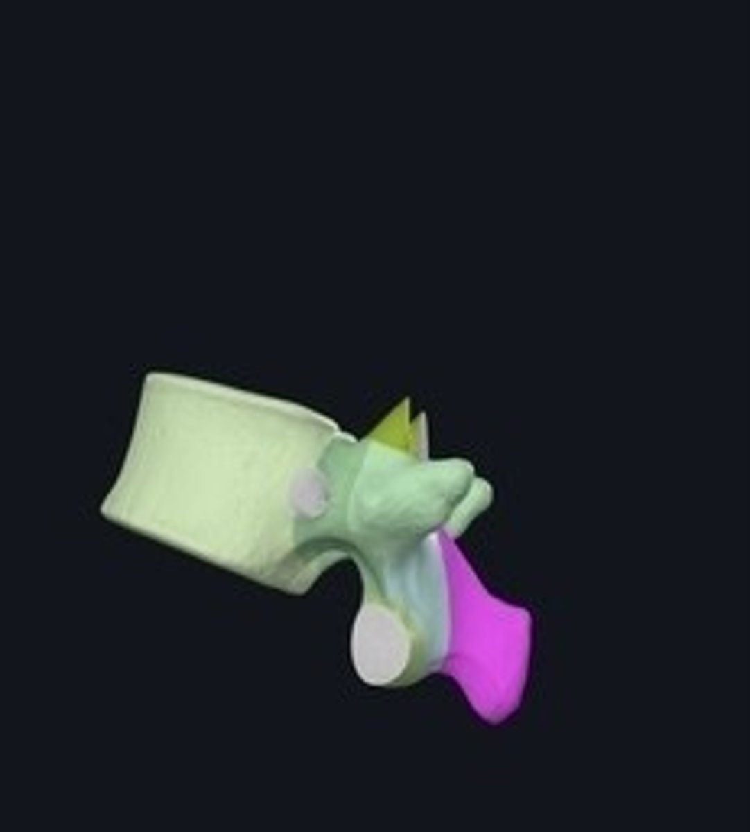 <p>Bony projection on the back of a vertebra.</p>