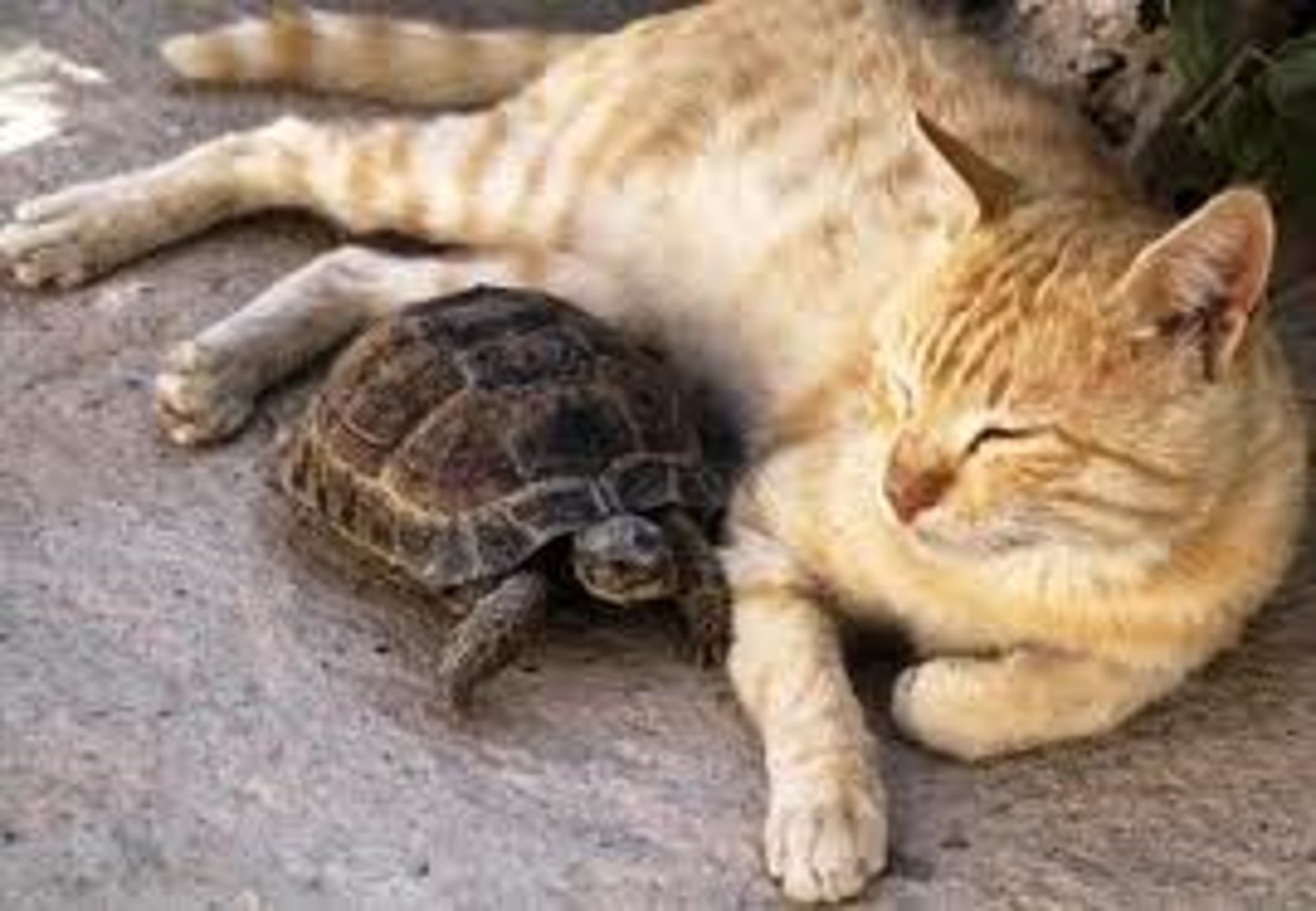 <p>Two or more peoples of diverse cultures living together peacefully.</p>