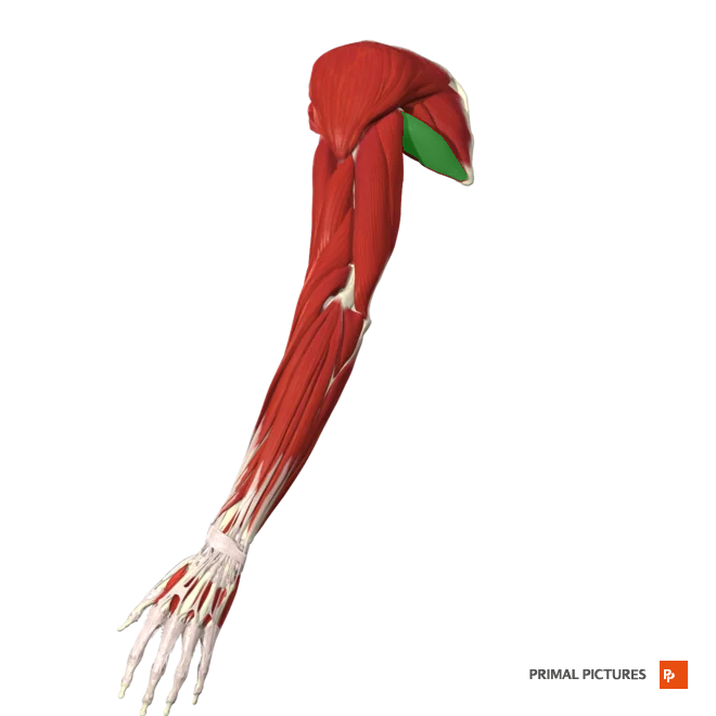 <p>Extends the arm at the shoulder</p><p>Assists in adduction and medial rotation of the arm at the shoulder</p>