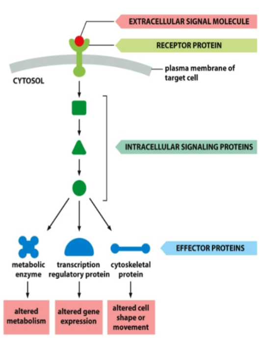 <p>Stimulus</p><p>Receptor</p><p>Transduction</p><p>Effector</p><p>Response(s)</p>