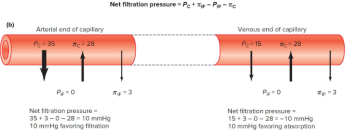 <ul><li><p>Capillaries at the venous side have been considered as the only site where fluid absorption occurs. </p></li><li><p>More recent measurement techniques show that filtration occurs along the entire length of capillaries (whilst excess filtrate is drained by lymphatics): this is true as long as hydrostatic capillary pressure is sufficient to keep NFP at a positive value. </p></li><li><p>Overall, low Pc favours fluid absorption as it occurs in the intestinal mucosa and peritubular renal capillaries. </p></li></ul><p></p>