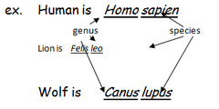 -the first part of the name.
-the first letter is capitalized.
-entire two-part name is italicized or underlined