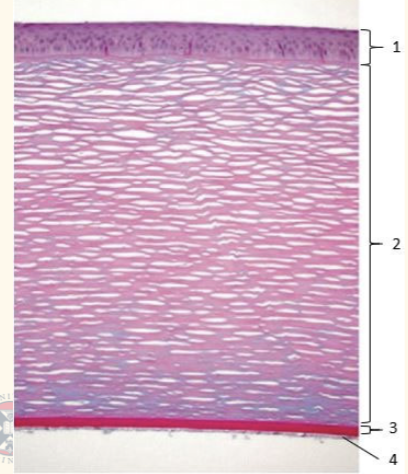 <p>corneal anat</p><p>name the 4 lters</p>