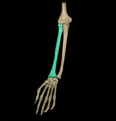 <p>lower arm bone on the thumb side</p>