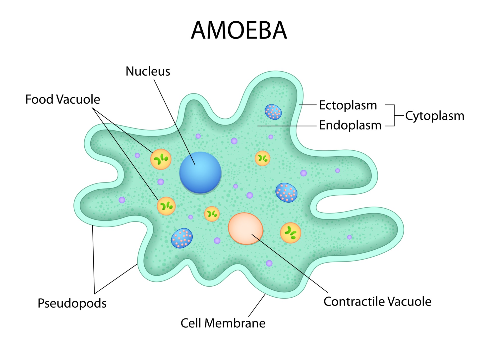 <p>some simple eukaryotic protists like amoebas move with psuedipodia, extensions of the cell that fill with cytoplasm</p><p>amoeba can change the shape of the pseudopodia based on the direction it moved and it can extend in a flexbile matter</p>