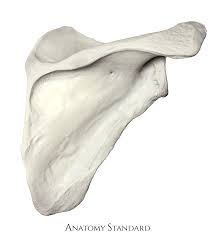 <p>dorsal surface of the rib cage</p>