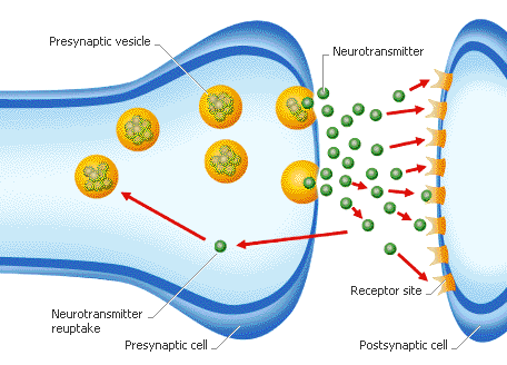 Neurotransmitters are chemicals that transmit signals from a neuron to an effector cell  across a synapse. They are released from vesicles in the presynaptic cell, diffuse across the synaptic cleft, and bind to receptors in the membrane on the postsynaptic (receiving) side.