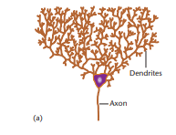 purkinje cell in cerebellum. can connect to 200,000 neurons!!  