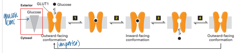 <p>ex of uniporter </p><ul><li><p>one or more specific binding sites for a solute (= substrate) </p></li><li><p>binding of solute induces a <strong>reversible conformational</strong> change in the transporter </p></li><li><p>direction of transport is inversed if the direction of the concentration gradient is changed (down conc gradient) </p></li></ul><p></p>