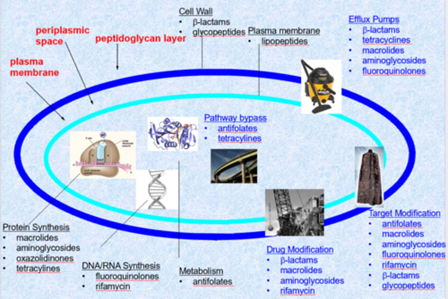 <p>- bacteria doubling time = 30 minutes (single cell organisms, asexual cell division)</p><p>- single cell organisms means that they do not have a lot of protections (only from membrane - peptidoglycan layer, periplasmic space is much different than ours)</p><p>- gram positive = can retail gram stain (membrane is more accessible, similar to human cell)</p><p>- gram negative = tough penetrating outer membrane (do not retain dye, harder to treat) - polar, highly charged external membrane</p><p>- chemically modified natural structures (overcome resistance, expands targets)</p><p>- we want selective agents (not against our cells)</p><p>- targets = cell wall, plasma membrane, protein synthesis, DNA/RNA synthesis, metabolism</p><p>- cell wall is the biggest target (ex. penicillin)</p><p>- protein synthesis is also a large target - ribosome is very different than ours and the drugs are very selective </p><p>- changes to the membrane or efflux pumps cause resistance</p>