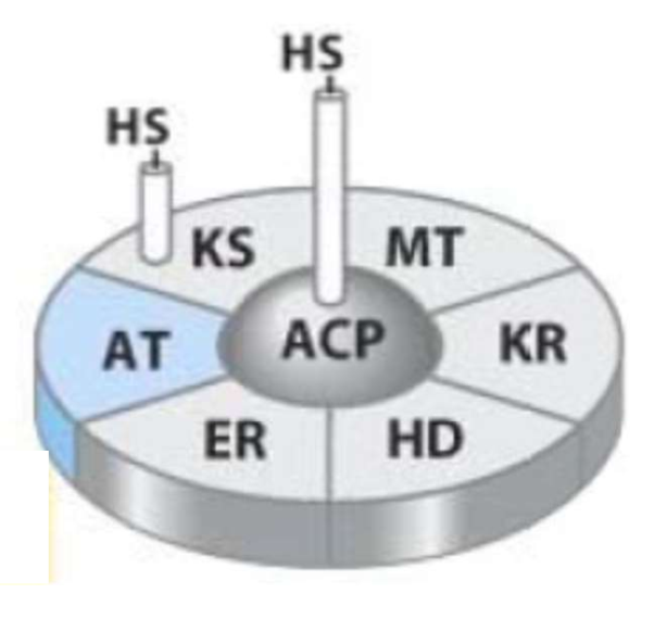 <ol><li><p>Loading of first Ac-CoA onto KS (lose CoA)</p></li><li><p>Loading of Malonyl Group onto ACP (CoA)</p></li><li><p>Attachment of two carbons (lose CO₂)</p></li><li><p>Reduction (transfer of e⁻)</p></li><li><p>Dehydration (loss of H₂O)</p></li><li><p>Reduction (transfer of e⁻)</p></li></ol><p></p>