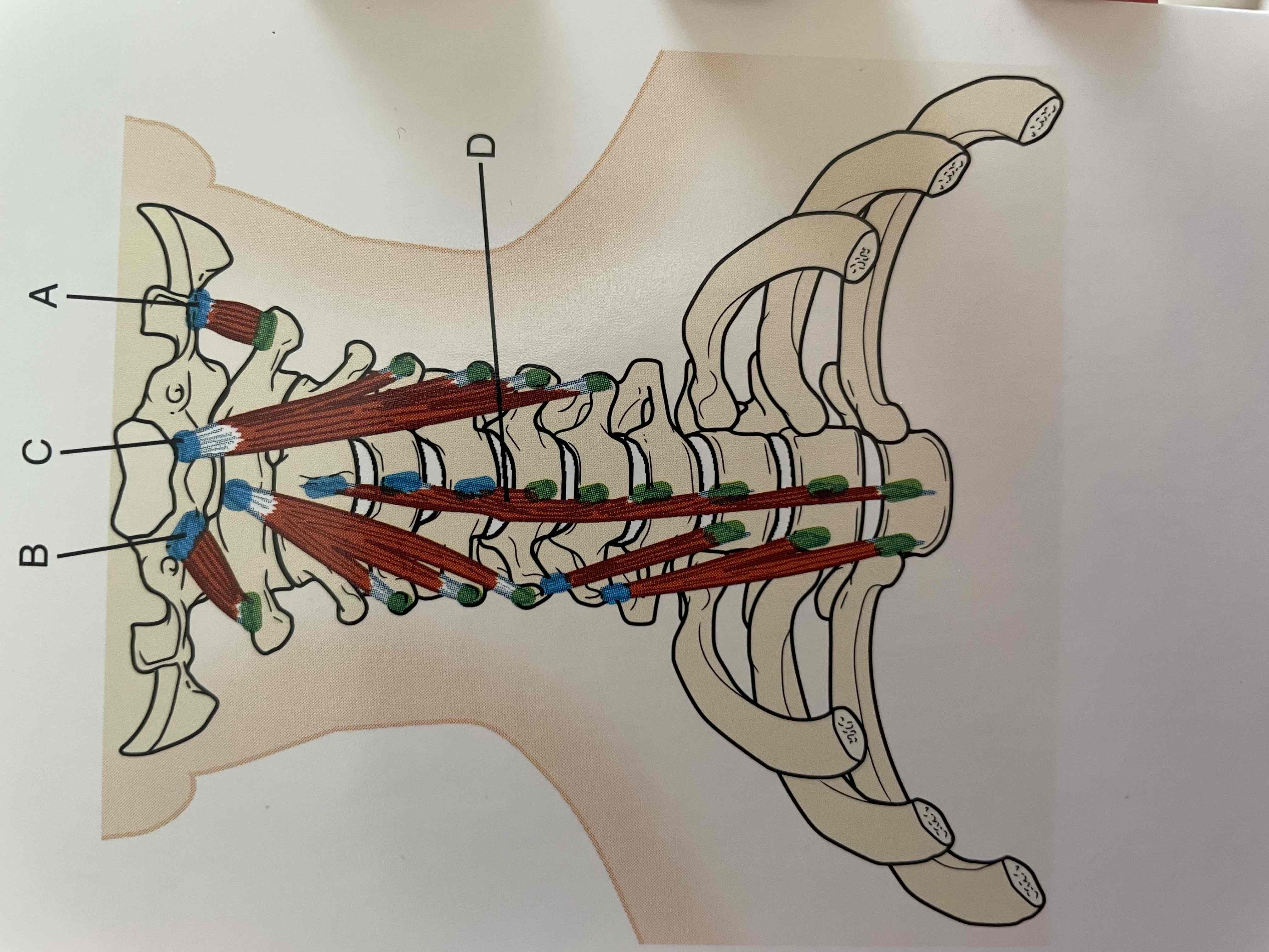 <p>Flex head and neck (as in tuck the chin); assists in lateral flexion of head on neck</p>