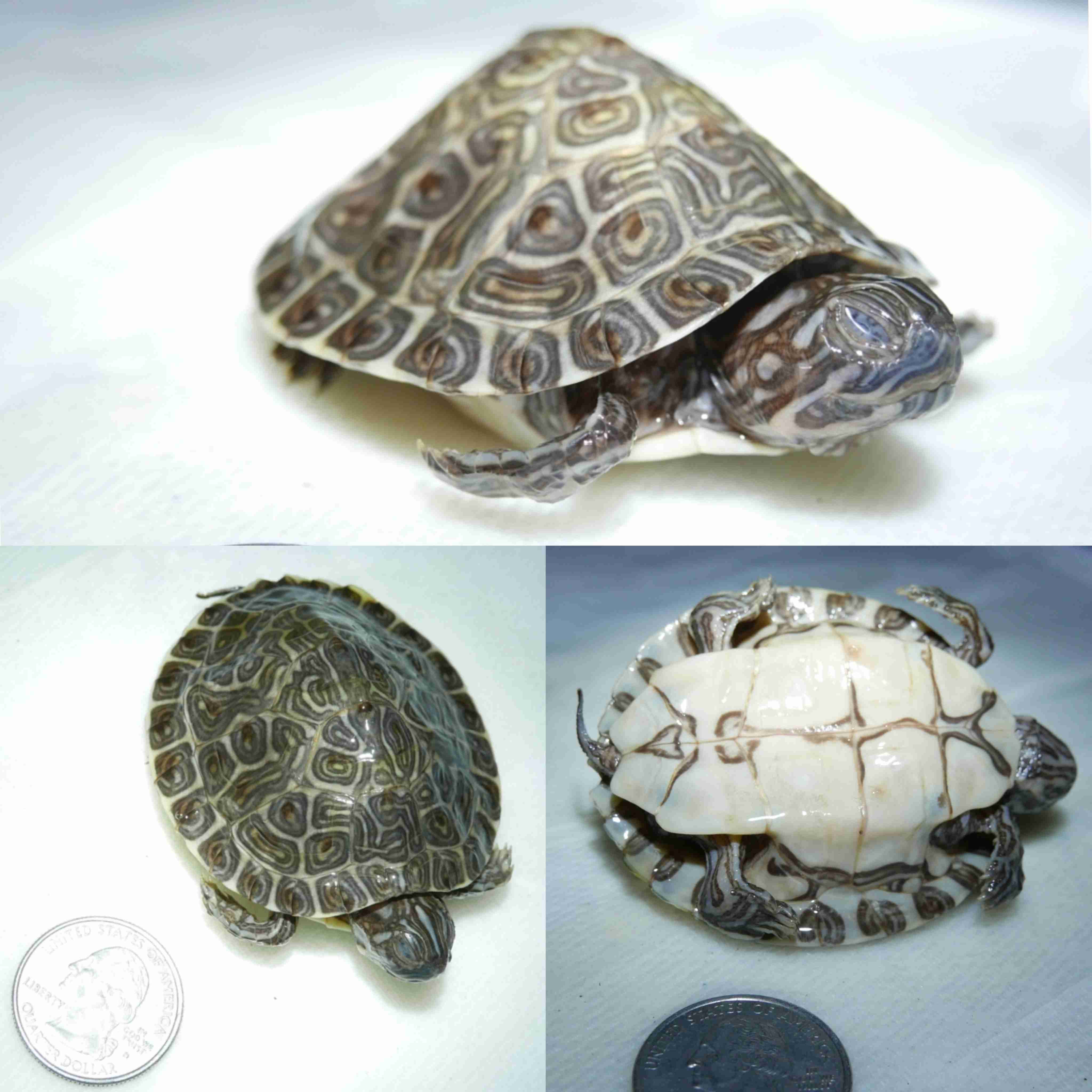 <p>What is the family and scientific name for this turtle?</p>