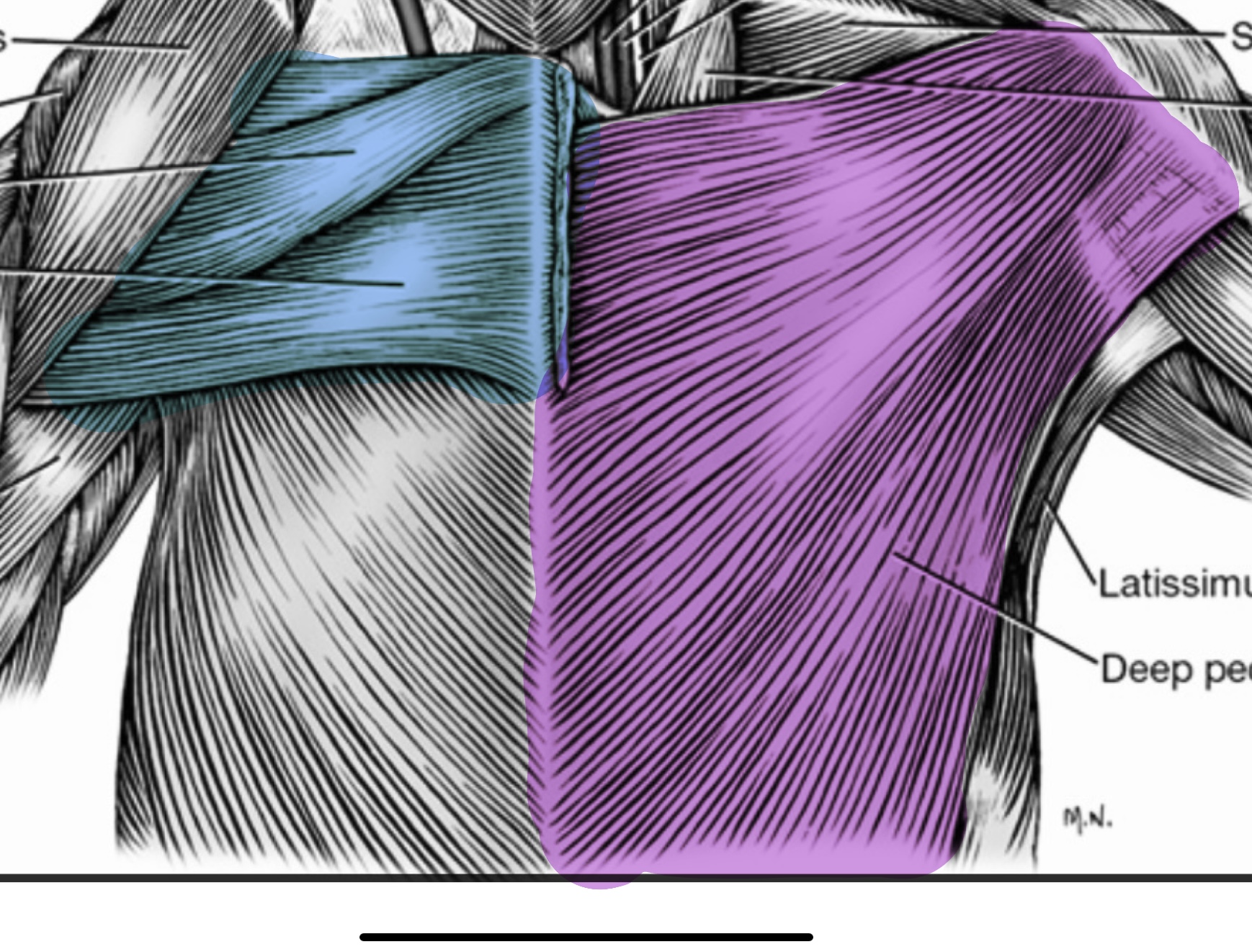 <p>blue muscle </p>
