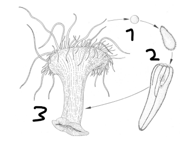 <p>anthozoa - Životní cyklus (bez metageneze):</p>