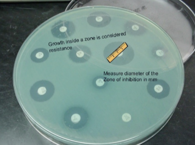 <p>Disc diffusion assay </p>